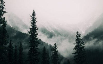 The Ultimate Revelation Of Forest And Mountain