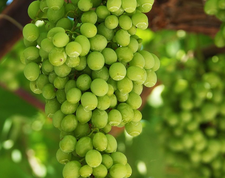 Green grapes